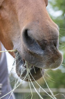 A close up view of the side of a horses nose and mouth eatng dried hay with its mouth open  clipart