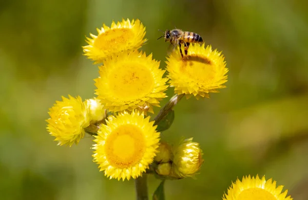 間近で観 蜂蜜蜂横臥上 つ黄色い花から花粉を収集他の花に — ストック写真