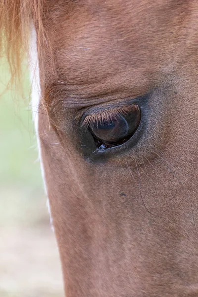 Uma Vista Perto Lado Uma Cara Cavalos — Fotografia de Stock