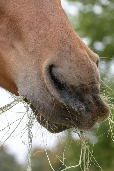 Uma Visão Perto Lado Nariz Cavalos Boca Comendo Feno Seco — Fotografia de Stock