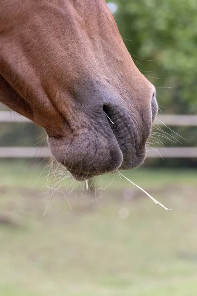 在马的鼻子和嘴巴的视线上 闭着嘴吃干草 — 图库照片