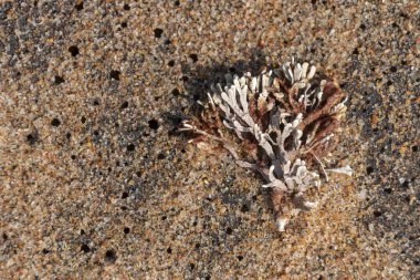 Görünümü kurutulmuş yosun kadar yakın sahil kumu bir güneşli yaz gününde karaya vurmuş