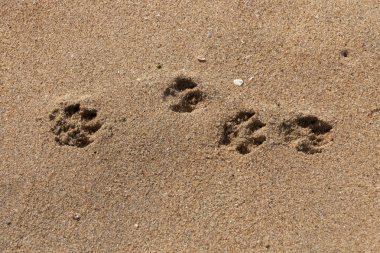 Dört köpek pençeleri görünümünü yakından sahil kumu bir güneşli yaz gününde yazdırır.