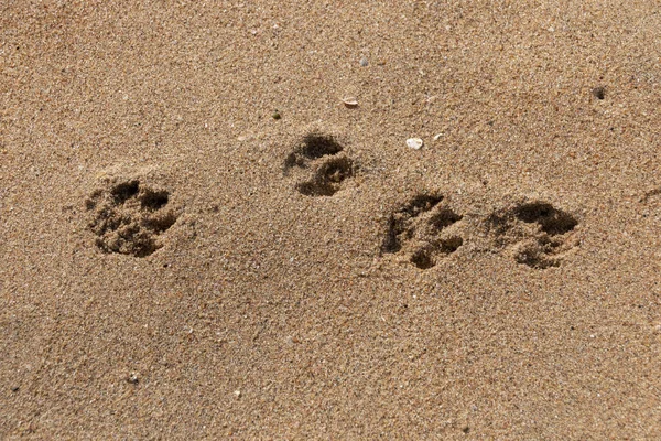 Dört köpek pençeleri görünümünü yakından sahil kumu bir güneşli yaz gününde yazdırır.