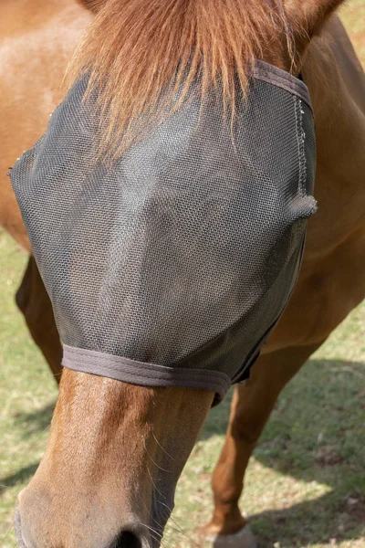 Zavřete Přední Pohled Straně Chesnut Koně Tvář Jeho Padock Black — Stock fotografie