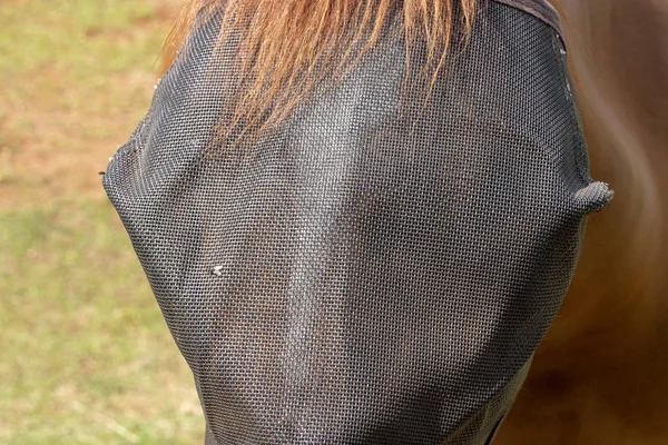 Konci Předem Pohled Tváře Chesnut Koně Jeho Padock Black Fly — Stock fotografie