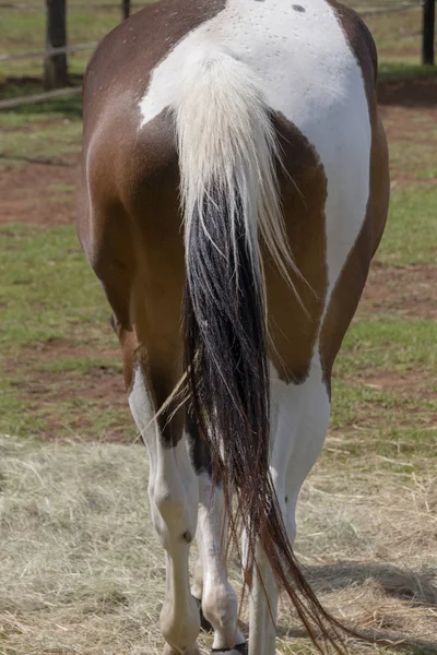 Una Vista Ravvicinata Del Dorso Cavallo Marrone Cavallo Bianco Campo — Foto Stock