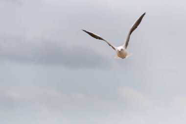Fyling içinde yiyecek bulmak için sahil kumu üzerinde olan beyaz ve gri martı görünümü kadar yakın. 