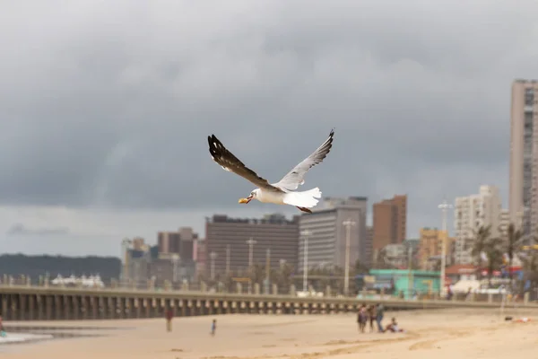 Close View White Grey Seagull Has Picked Piece Food Its — Stock Photo, Image