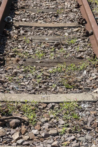 Close View Railway Line Grass Has Grown Middle Sides Railway — Stock Photo, Image