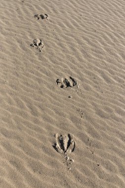 A yakın çekim inek hoove parmak izi kalan yumuşak kum plaj