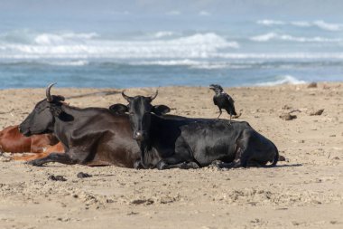 Görünümü geri olanlar ile Kara Karga ayakta sıcak yaz gününde kum kumsalda yatarken inek kadar yakın 
