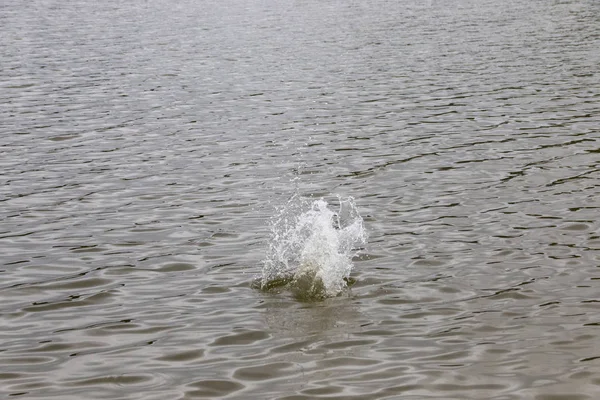 一块被扔到河里的石头 在水中溅起了水花 — 图库照片