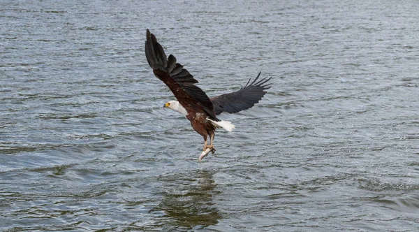 African Fish Eagle Flying Away Catching Fish River — Stock Photo, Image