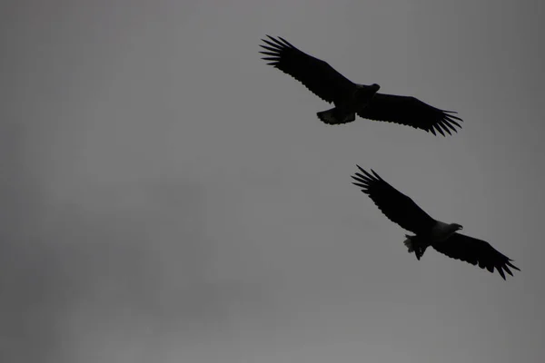 Two Large Birds Prey Flying Togther Sky Looking Prey — Stock Photo, Image