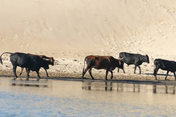 Nahaufnahme Einer Kühe Die Auf Dem Boden Der Sandbänke Flussrand — Stockfoto