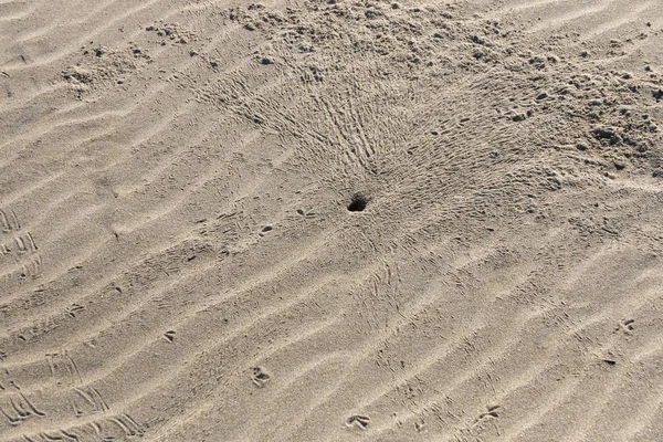 鸟脚打印在柔软的沙滩上的沙子上 都围绕着一个小洞转一圈 — 图库照片