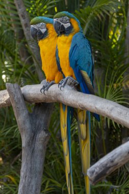 iki Amerika papağanı papağan