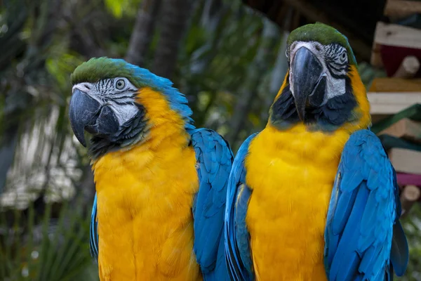 Dois papagaios de arara — Fotografia de Stock