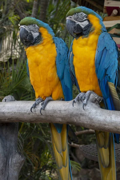 iki Amerika papağanı papağan