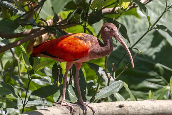 Kırmızı Ibis kuş