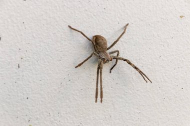 büyük bir örümcek