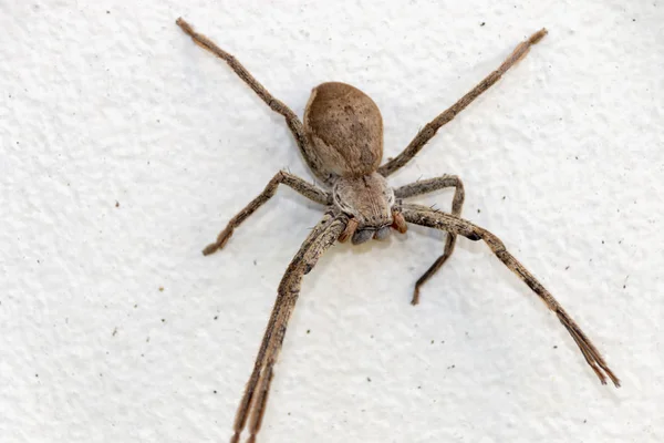 A Large Spider — Stock Photo, Image