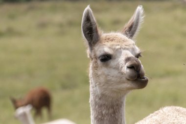 Alpaka Medow içinde
