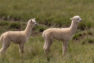 Alpaka Medow içinde