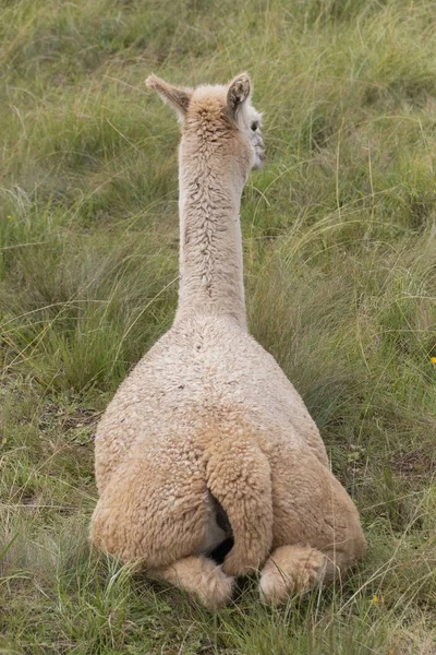 Alpaca nella vedova — Foto Stock