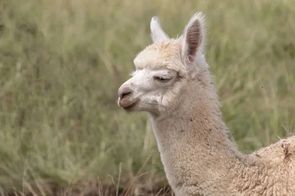 Alpaca en la Medow — Foto de Stock