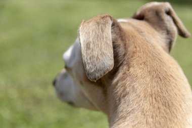 Küçük bir köpek.