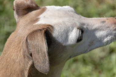 Küçük bir köpek.