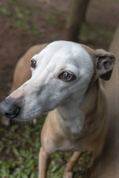 Un perro pequeño — Foto de Stock