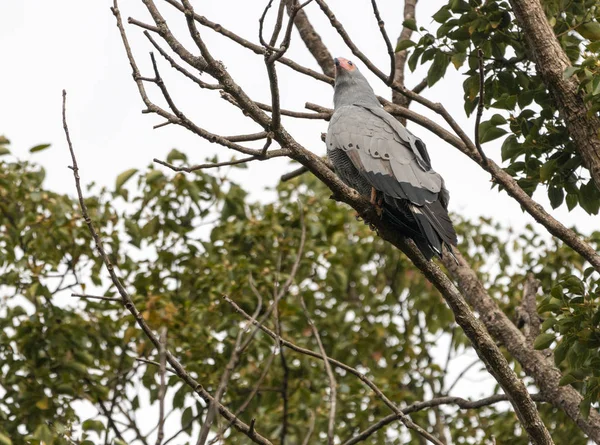 Pájaro de presa — Foto de Stock