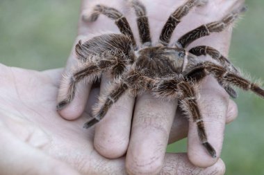 bir tarantula