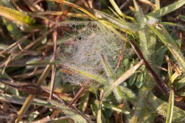 Çiy spier web ve Çim Kaplama