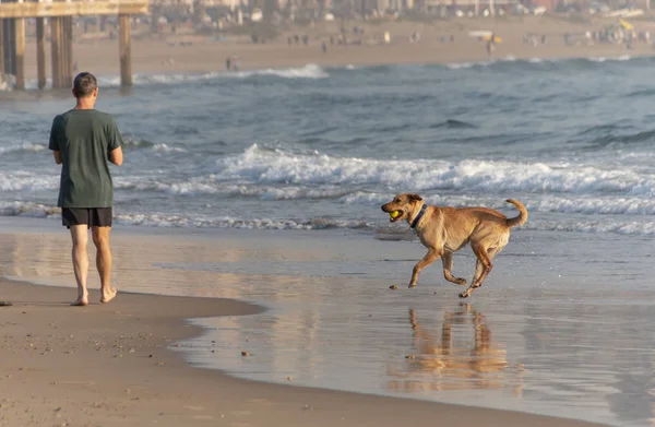 Chiens sur la plage — Photo