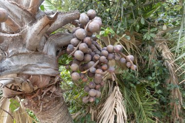 Bir Hyphaene Coriacea Bitki 