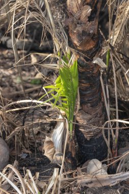 Yeni Bir Palmiye Ağacı