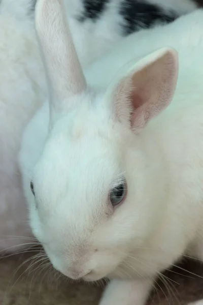 Un conejo — Foto de Stock