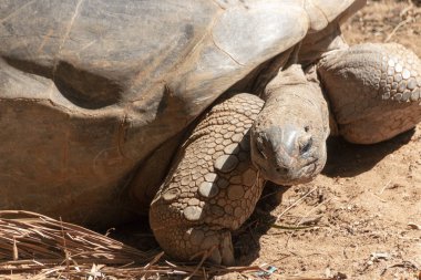 Kaplamasında büyük bir kara kaplumbağasının yakın görüntüsü. 