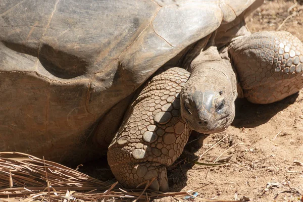 Kaplamasında büyük bir kara kaplumbağasının yakın görüntüsü. 