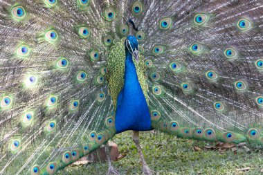 Kuyruk tüyleri açık bir erkek tavus kuşunun yakından görüntüsü. 