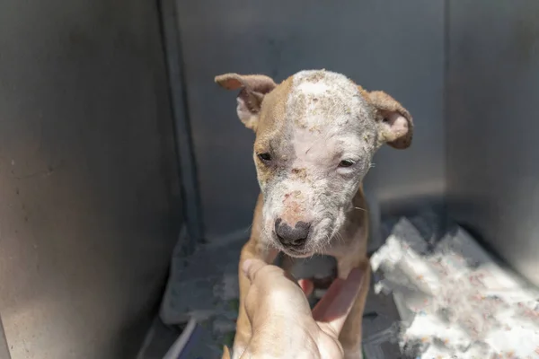 küçük bir köpek yavrusu 