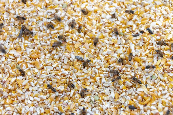 在盛放黄玉米 蜜蜜和花粉的容器中 我们可以近距离看到蜜蜂游动的景象 — 图库照片