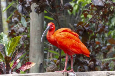 Kırmızı Kızıl aynak