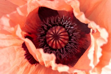 Güzel pembe çiçeğin iç yüzünü yakından görebilmek için. 