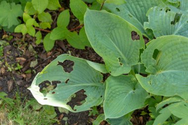 Bazı salyangozlar tarafından yenmiş bir bitkinin yakın görüntüsü. 