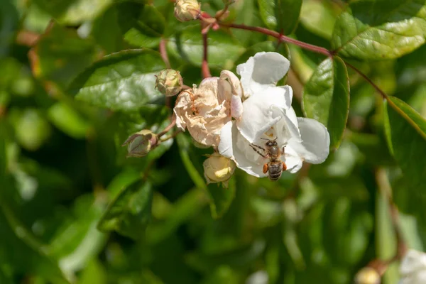 Крупный План Пчелиной Коллекции Белом Открытом Цветке — стоковое фото